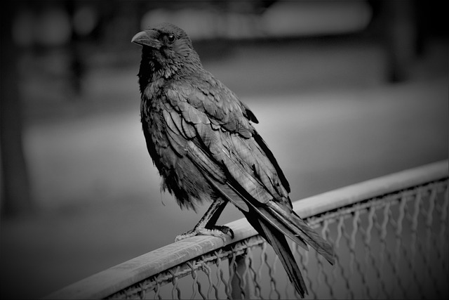 photorealistic premium book cover beginner motorcycle riding guide matte black anthracite red accents helmet silhouette clean typography studio lighting 8k